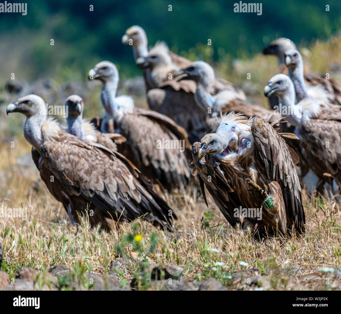 Rhodope Bulgarie Juin 2019 : Territoire de la rivière Arda bed est de montagnes des Rhodopes est l'accueil d'un petit nombre de colonies d'oiseaux protégés, Griffin (Gyps fulvus) et Percnoptère aussi le plus important site de reproduction (Neophron percnopterus une espèce en voie de disparition dans le monde entier. La Bulgarie le vautour fauve la population a reculé pendant la plus grande partie du 20ème siècle considérée comme disparue dans le pays dans les années 1960, jusqu'à ce qu'un couple reproducteur et 28 birEastern Rhodopes est aussi le plus important site de reproduction ds ont été découvertes près de la ville de Madzharovo Rhodopes. En 1 Banque D'Images