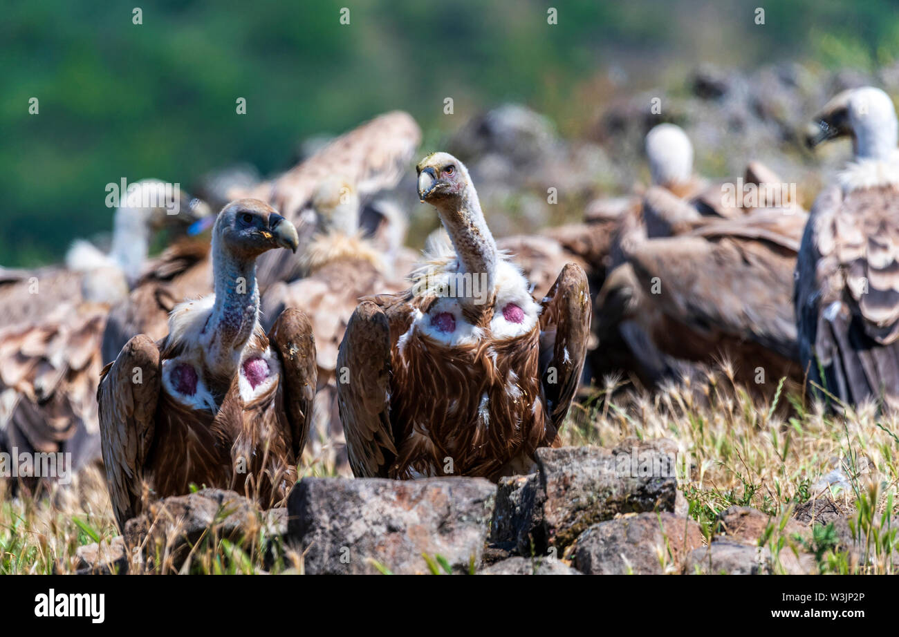 Rhodope Bulgarie Juin 2019 : Territoire de la rivière Arda bed est de montagnes des Rhodopes est l'accueil d'un petit nombre de colonies d'oiseaux protégés, Griffin (Gyps fulvus) et Percnoptère aussi le plus important site de reproduction (Neophron percnopterus une espèce en voie de disparition dans le monde entier. La Bulgarie le vautour fauve la population a reculé pendant la plus grande partie du 20ème siècle considérée comme disparue dans le pays dans les années 1960, jusqu'à ce qu'un couple reproducteur et 28 birEastern Rhodopes est aussi le plus important site de reproduction ds ont été découvertes près de la ville de Madzharovo Rhodopes. En 1 Banque D'Images