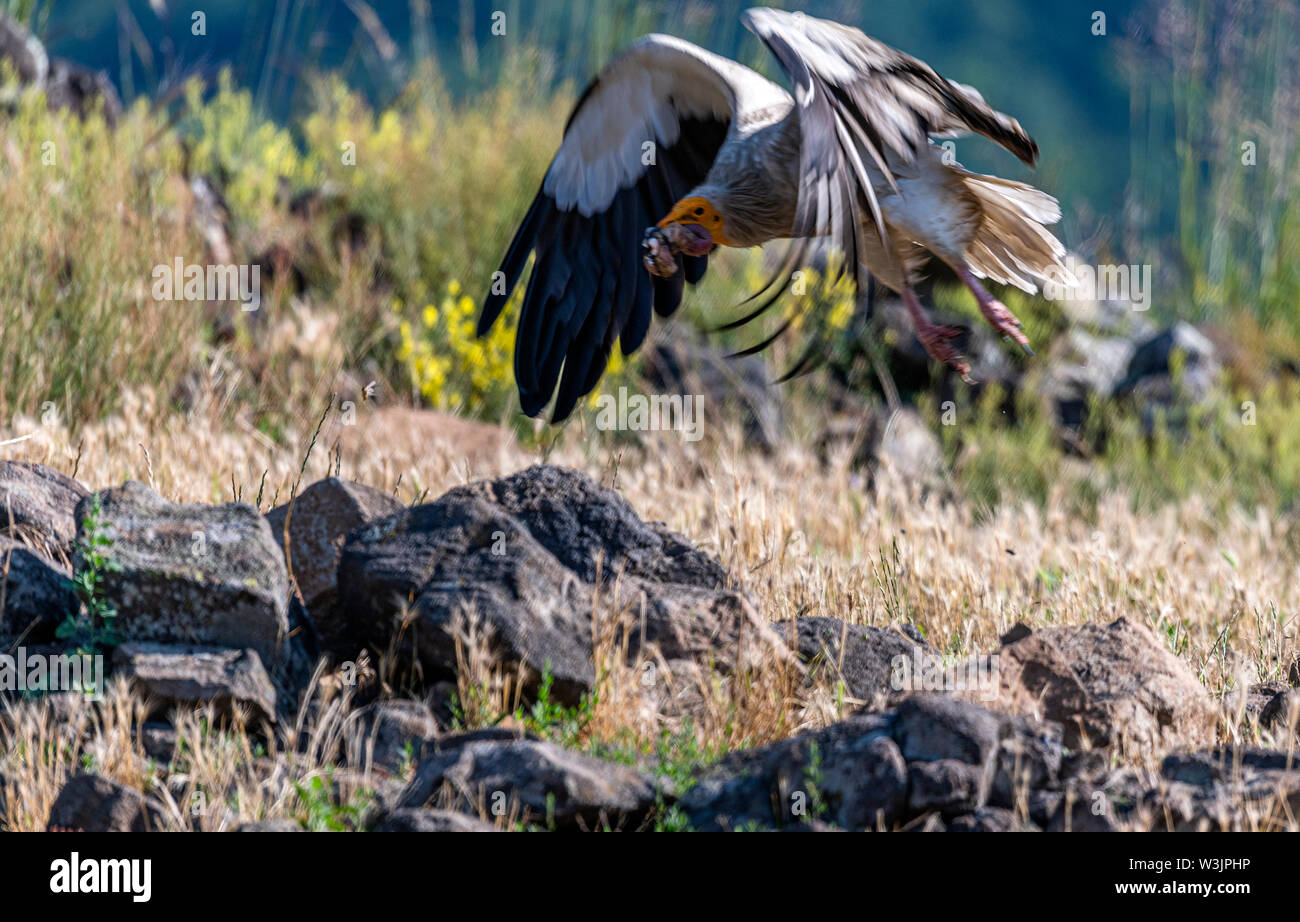 Rhodope Bulgarie Juin 2019 : Territoire de la rivière Arda bed est de montagnes des Rhodopes est l'accueil d'un petit nombre de colonies d'oiseaux protégés, vautours égyptiens (Neophron percnopterus) Griffin (Gyps fulvus) aussi le plus important site de reproduction (Neophron percnopterus) une espèce en voie de disparition dans le monde entier. La Bulgarie le vautour fauve la population a reculé pendant la plus grande partie du 20ème siècle considérée comme disparue dans le pays dans les années 1960, jusqu'à ce qu'un couple reproducteur et 28 birEastern Rhodopes est aussi le plus important site de reproduction ds ont été découvertes près de la ville de Madzharovo R Banque D'Images