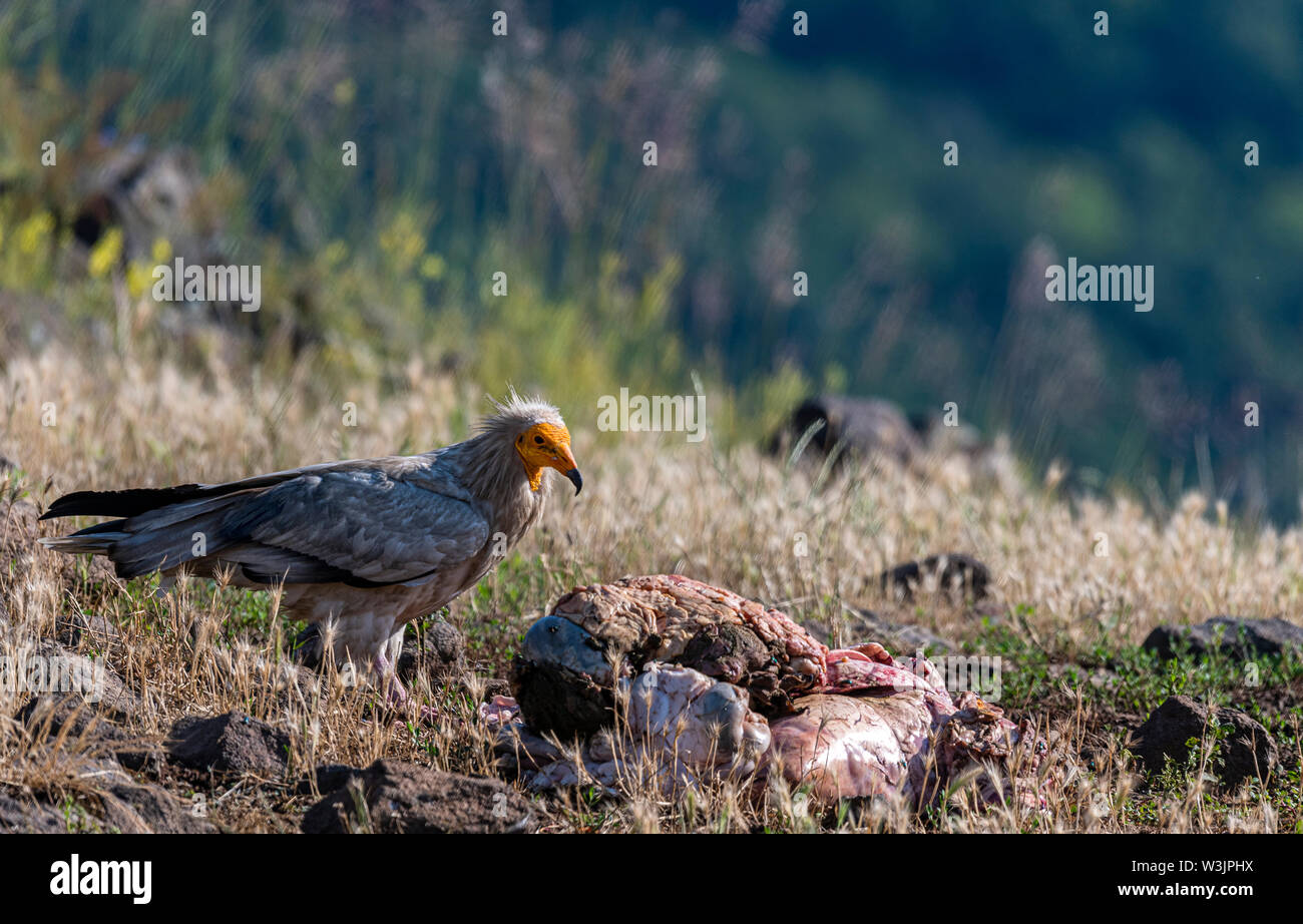 Rhodope Bulgarie Juin 2019 : Territoire de la rivière Arda bed est de montagnes des Rhodopes est l'accueil d'un petit nombre de colonies d'oiseaux protégés, vautours égyptiens (Neophron percnopterus) Griffin (Gyps fulvus) aussi le plus important site de reproduction (Neophron percnopterus) une espèce en voie de disparition dans le monde entier. La Bulgarie le vautour fauve la population a reculé pendant la plus grande partie du 20ème siècle considérée comme disparue dans le pays dans les années 1960, jusqu'à ce qu'un couple reproducteur et 28 birEastern Rhodopes est aussi le plus important site de reproduction ds ont été découvertes près de la ville de Madzharovo R Banque D'Images