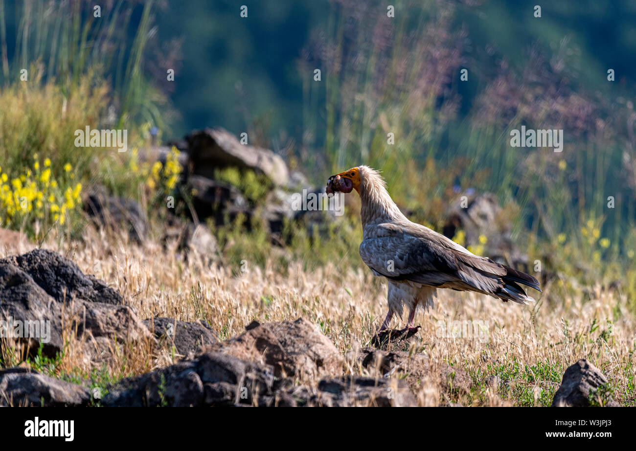 Rhodope Bulgarie Juin 2019 : Territoire de la rivière Arda bed est de montagnes des Rhodopes est l'accueil d'un petit nombre de colonies d'oiseaux protégés, vautours égyptiens (Neophron percnopterus) Griffin (Gyps fulvus) aussi le plus important site de reproduction (Neophron percnopterus) une espèce en voie de disparition dans le monde entier. La Bulgarie le vautour fauve la population a reculé pendant la plus grande partie du 20ème siècle considérée comme disparue dans le pays dans les années 1960, jusqu'à ce qu'un couple reproducteur et 28 birEastern Rhodopes est aussi le plus important site de reproduction ds ont été découvertes près de la ville de Madzharovo R Banque D'Images