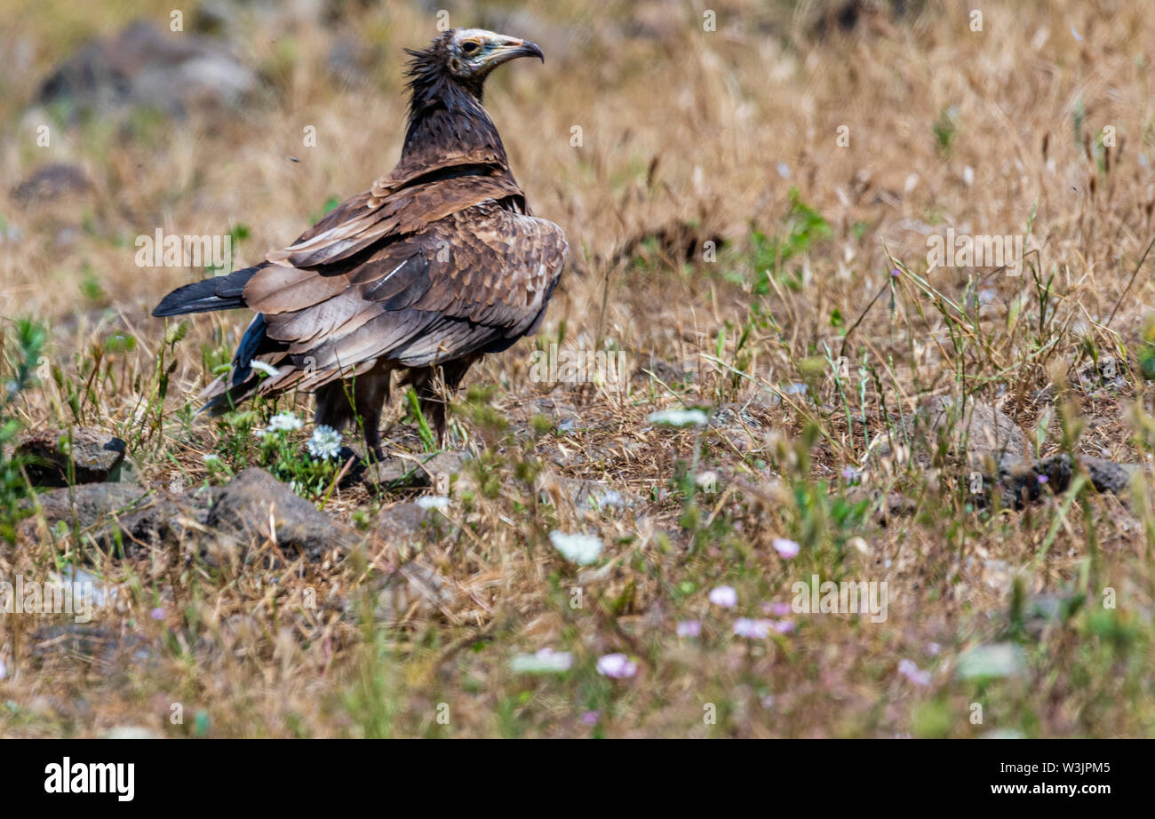 Rhodope Bulgarie Juin 2019 : Territoire de la rivière Arda bed est de montagnes des Rhodopes est l'accueil d'un petit nombre de colonies d'oiseaux protégés, vautours égyptiens (Neophron percnopterus) Griffin (Gyps fulvus) aussi le plus important site de reproduction (Neophron percnopterus) une espèce en voie de disparition dans le monde entier. La Bulgarie le vautour fauve la population a reculé pendant la plus grande partie du 20ème siècle considérée comme disparue dans le pays dans les années 1960, jusqu'à ce qu'un couple reproducteur et 28 birEastern Rhodopes est aussi le plus important site de reproduction ds ont été découvertes près de la ville de Madzharovo R Banque D'Images