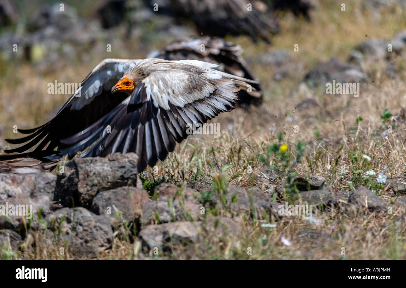 Rhodope Bulgarie Juin 2019 : Territoire de la rivière Arda bed est de montagnes des Rhodopes est l'accueil d'un petit nombre de colonies d'oiseaux protégés, vautours égyptiens (Neophron percnopterus) Griffin (Gyps fulvus) aussi le plus important site de reproduction (Neophron percnopterus) une espèce en voie de disparition dans le monde entier. La Bulgarie le vautour fauve la population a reculé pendant la plus grande partie du 20ème siècle considérée comme disparue dans le pays dans les années 1960, jusqu'à ce qu'un couple reproducteur et 28 birEastern Rhodopes est aussi le plus important site de reproduction ds ont été découvertes près de la ville de Madzharovo R Banque D'Images