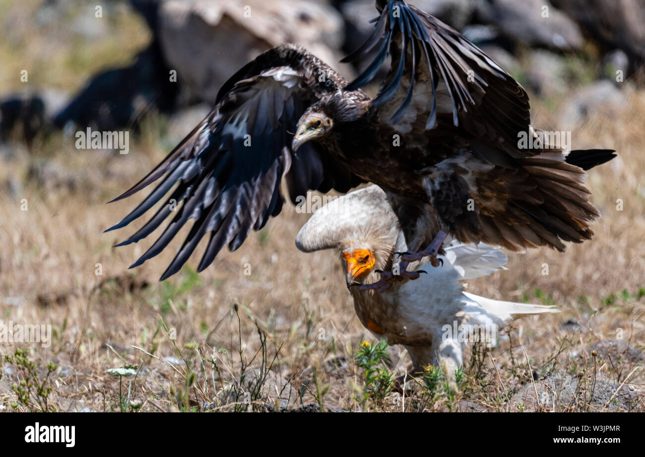 Rhodope Bulgarie Juin 2019 : Territoire de la rivière Arda bed est de montagnes des Rhodopes est l'accueil d'un petit nombre de colonies d'oiseaux protégés, vautours égyptiens (Neophron percnopterus) Griffin (Gyps fulvus) aussi le plus important site de reproduction (Neophron percnopterus) une espèce en voie de disparition dans le monde entier. La Bulgarie le vautour fauve la population a reculé pendant la plus grande partie du 20ème siècle considérée comme disparue dans le pays dans les années 1960, jusqu'à ce qu'un couple reproducteur et 28 birEastern Rhodopes est aussi le plus important site de reproduction ds ont été découvertes près de la ville de Madzharovo R Banque D'Images
