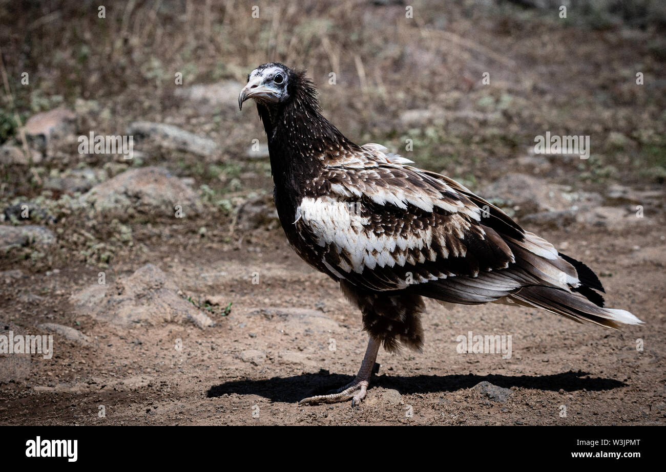 Rhodope Bulgarie Juin 2019 : Territoire de la rivière Arda bed est de montagnes des Rhodopes est l'accueil d'un petit nombre de colonies d'oiseaux protégés, vautours égyptiens (Neophron percnopterus) Griffin (Gyps fulvus) aussi le plus important site de reproduction (Neophron percnopterus) une espèce en voie de disparition dans le monde entier. La Bulgarie le vautour fauve la population a reculé pendant la plus grande partie du 20ème siècle considérée comme disparue dans le pays dans les années 1960, jusqu'à ce qu'un couple reproducteur et 28 birEastern Rhodopes est aussi le plus important site de reproduction ds ont été découvertes près de la ville de Madzharovo R Banque D'Images