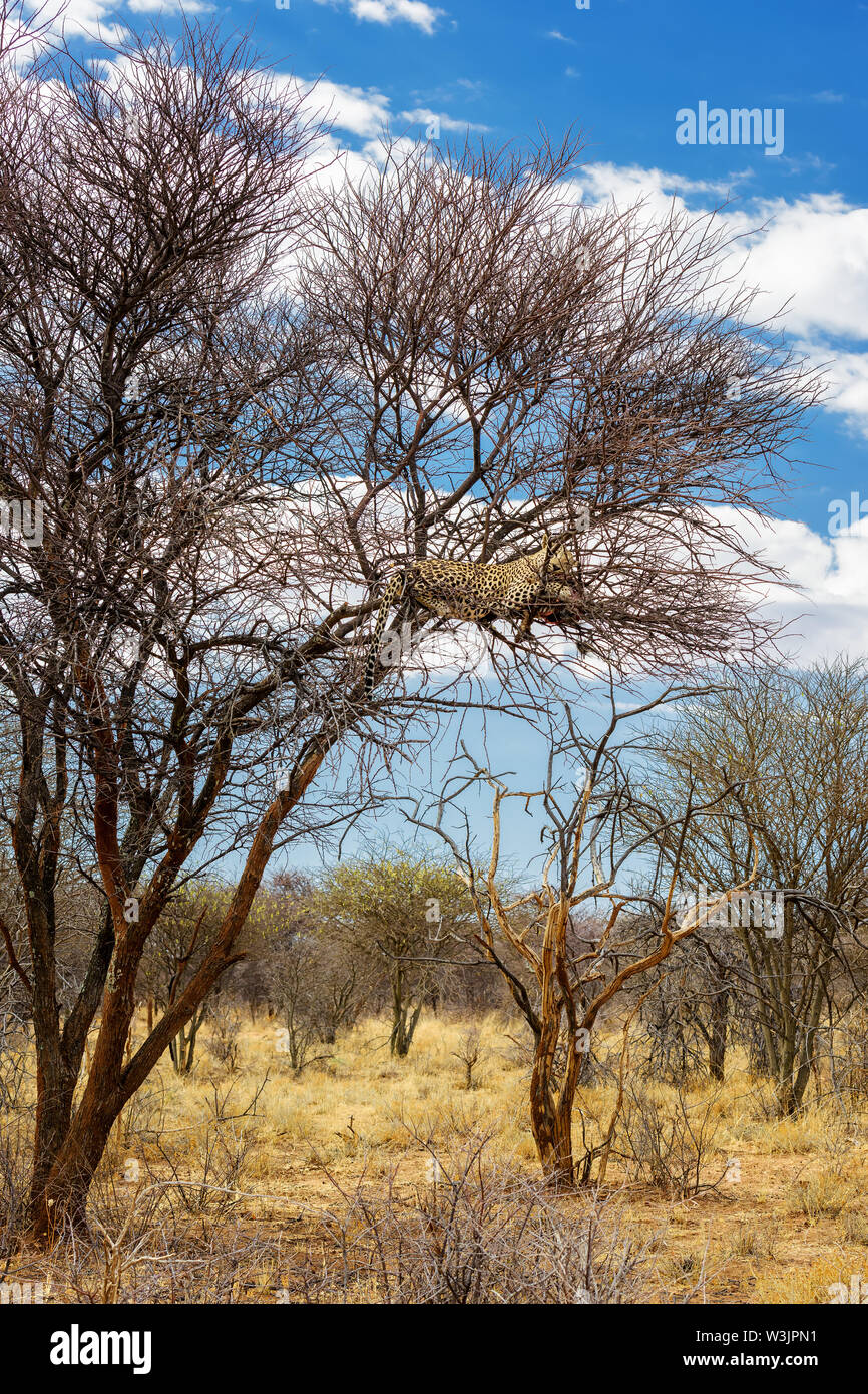 Léopard - Panthera pardus, belle carnivore emblématique de buissons africains, de savanes et de forêts, le Parc National d'Etosha, Namibie. Banque D'Images