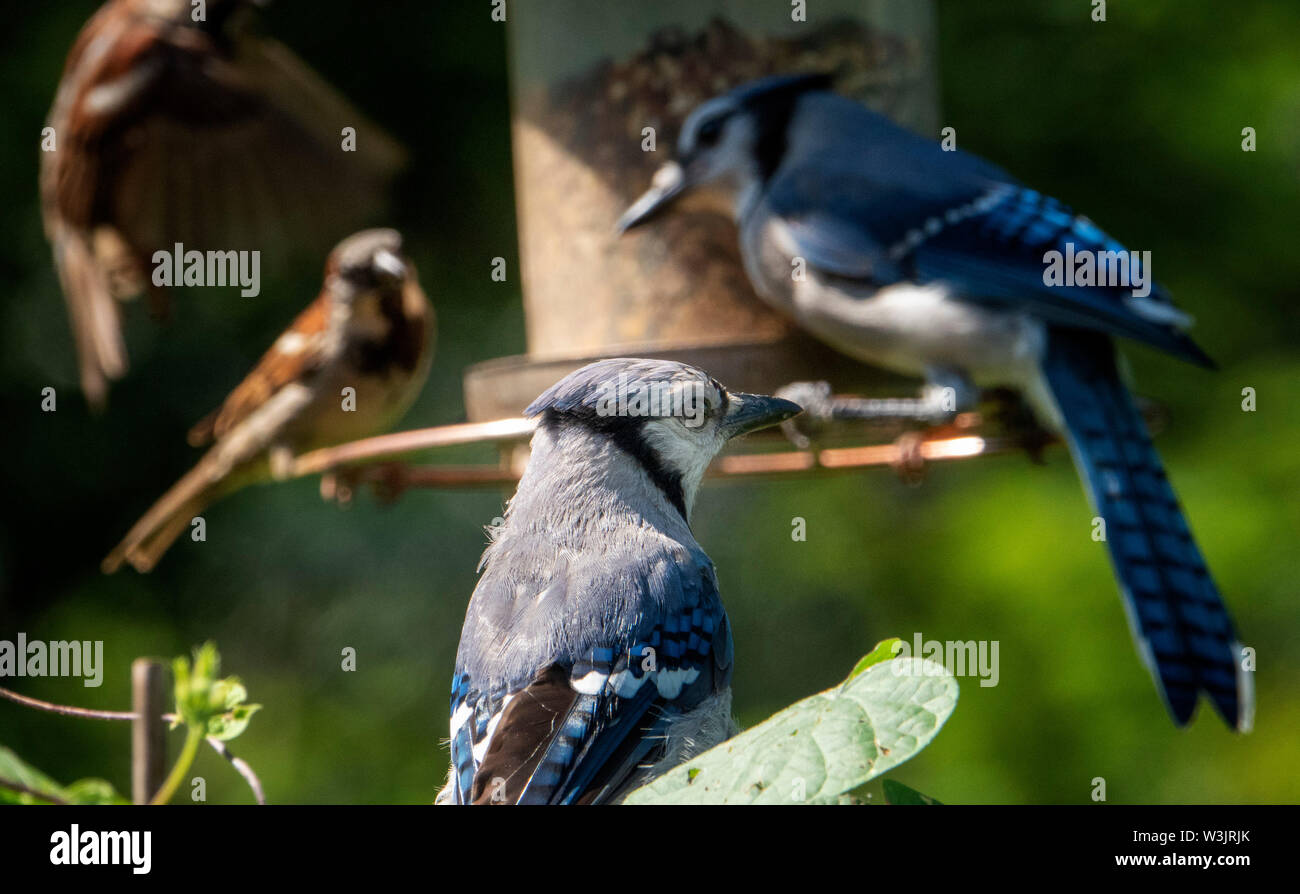 Avec des amis Banque D'Images