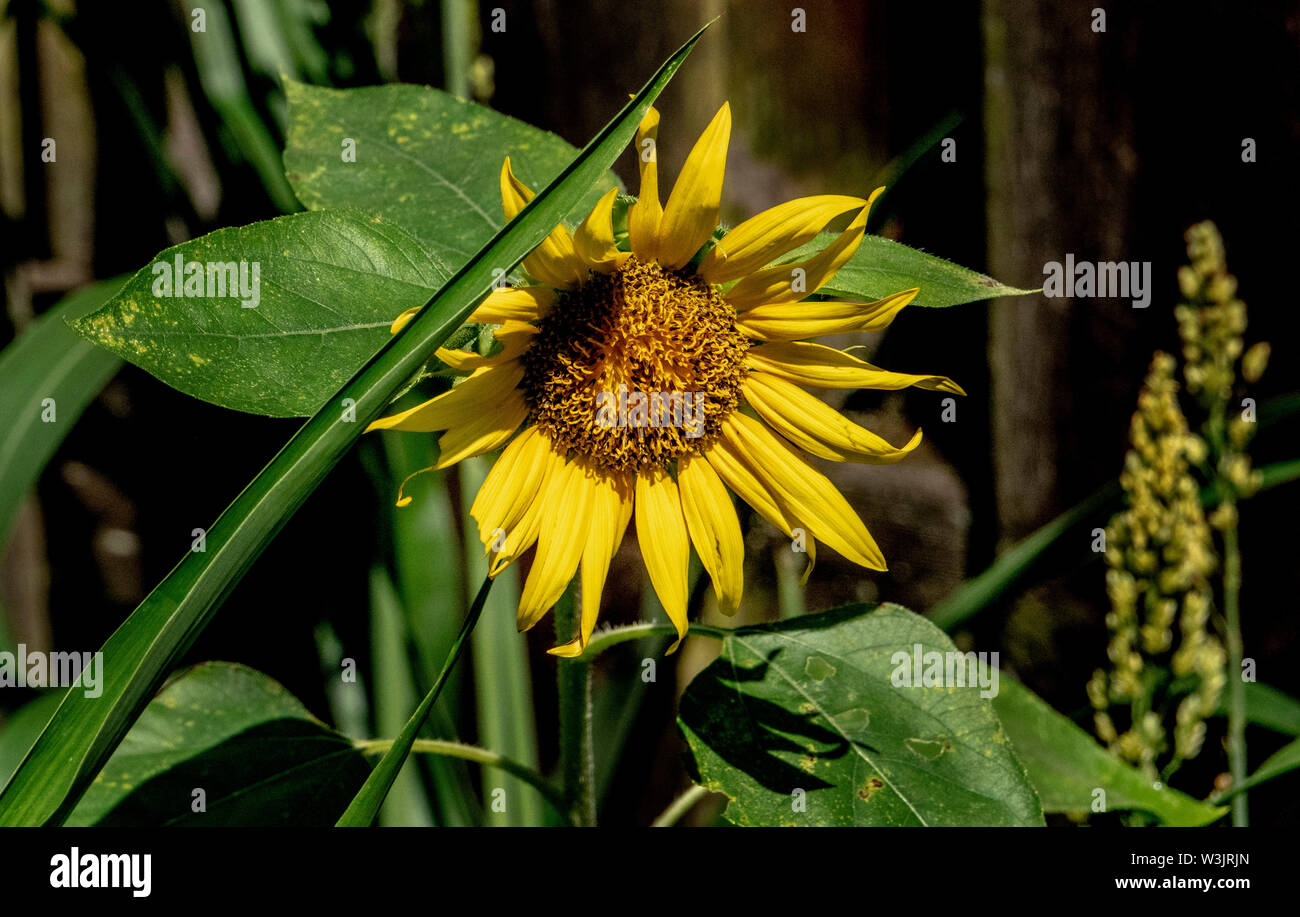 Soleil jaune Banque D'Images