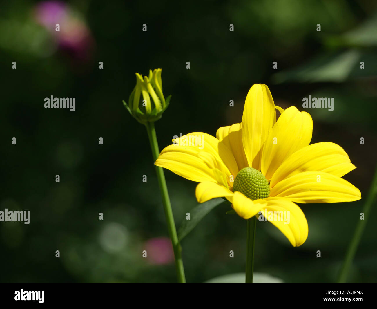 Fleur jaune-Rudbeckia laciniata Banque D'Images