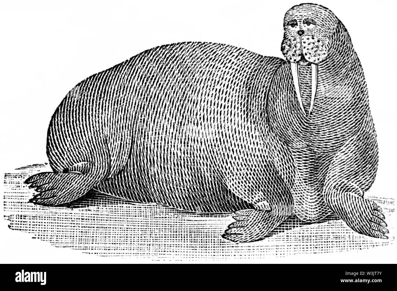 Couper du bois gravé, illustration tirée de 'Thomas Bewick 'une Histoire générale de quadrupèdes", publié par T. Bewick, Longman et Co. Imprimé par Edward Banque D'Images