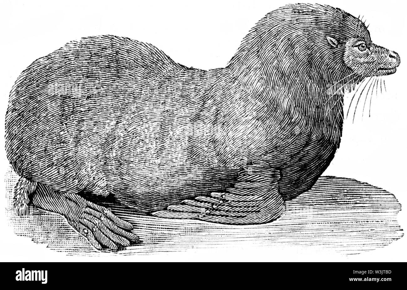 Couper du bois gravé, illustration tirée de 'Thomas Bewick 'une Histoire générale de quadrupèdes", publié par T. Bewick, Longman et Co. Imprimé par Edward Banque D'Images