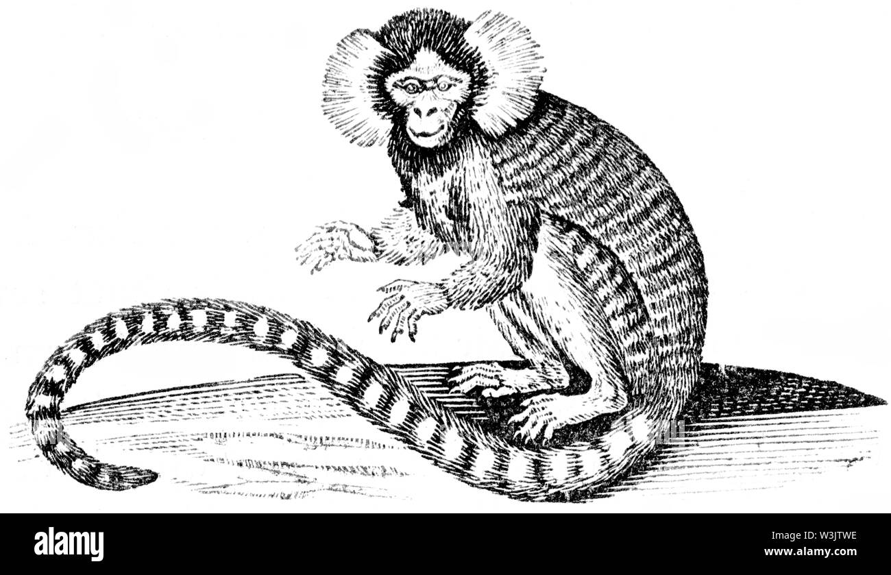 Couper du bois gravé, illustration tirée de 'Thomas Bewick 'une Histoire générale de quadrupèdes", publié par T. Bewick, Longman et Co. Imprimé par Edward Banque D'Images