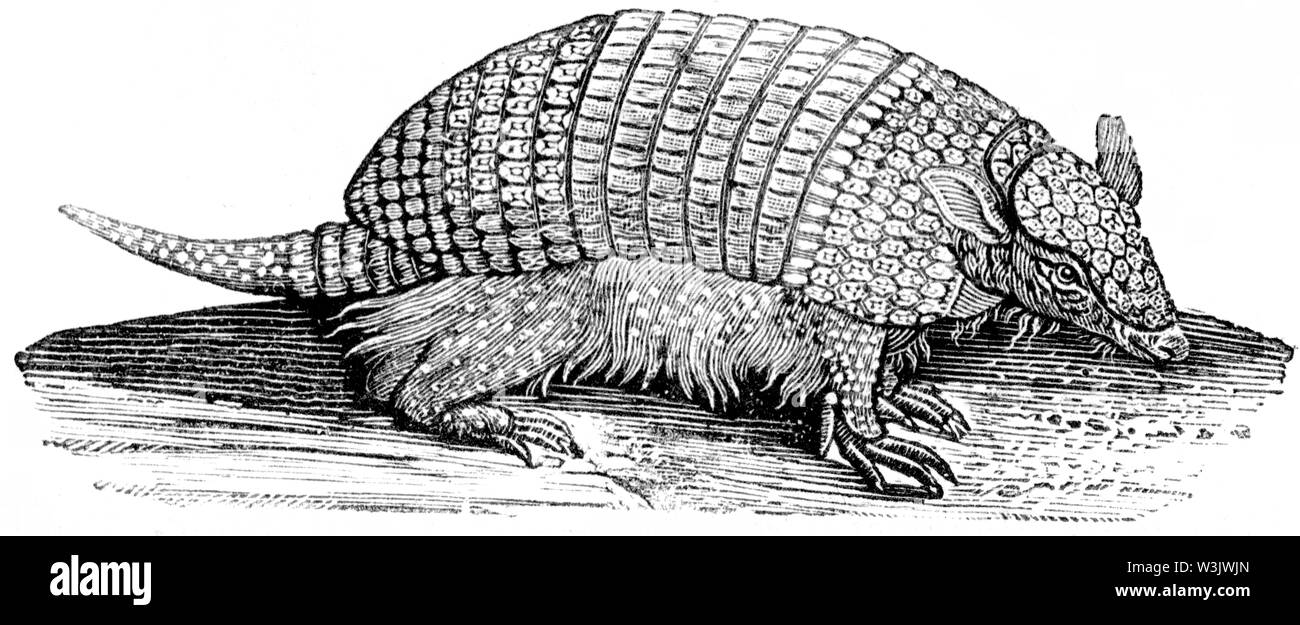 Couper du bois gravé, illustration tirée de 'Thomas Bewick 'une Histoire générale de quadrupèdes", publié par T. Bewick, Longman et Co. Imprimé par Edward Banque D'Images