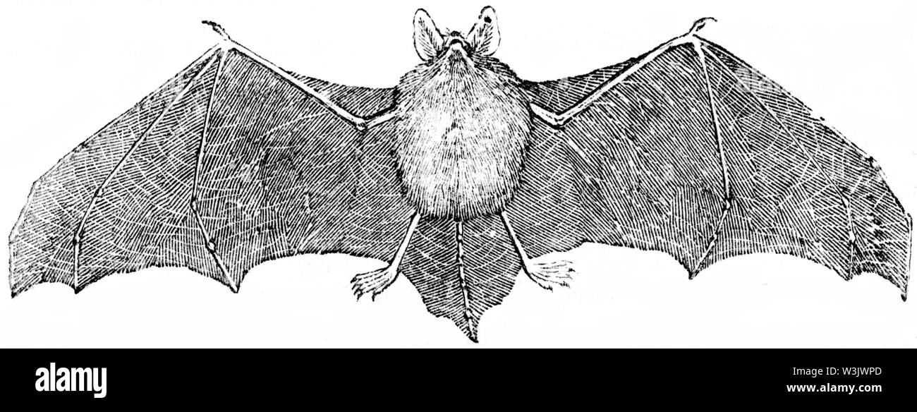 Couper du bois gravé, illustration tirée de 'Thomas Bewick 'une Histoire générale de quadrupèdes", publié par T. Bewick, Longman et Co. Imprimé par Edward Banque D'Images