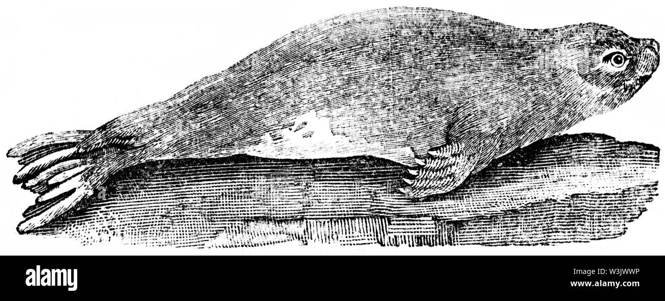 Couper du bois gravé, illustration tirée de 'Thomas Bewick 'une Histoire générale de quadrupèdes", publié par T. Bewick, Longman et Co. Imprimé par Edward Banque D'Images Couper du bois gravé, illustration tirée de 'Thomas Bewick 'une Histoire générale de quadrupèdes", publié par T. Bewick, Longman et Co. Imprimé par Edward Banque D'Images
