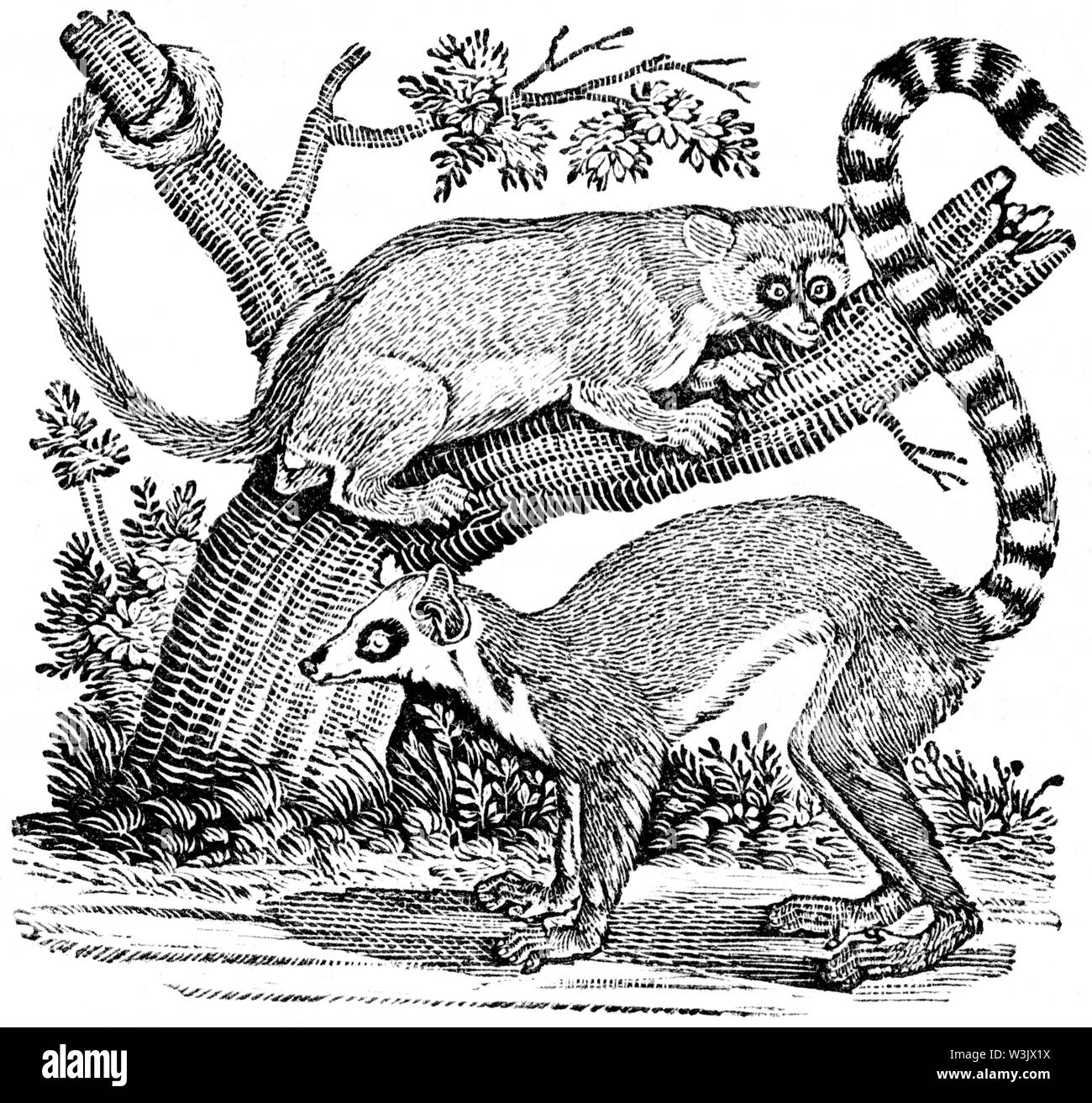 Couper du bois gravé, illustration tirée de 'Thomas Bewick 'une Histoire générale de quadrupèdes", publié par T. Bewick, Longman et Co. Imprimé par Edward Banque D'Images