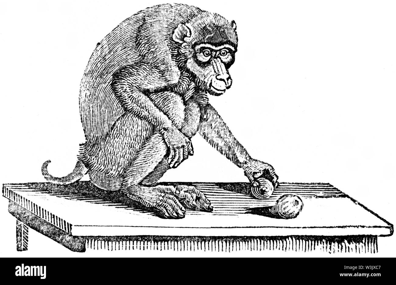 Couper du bois gravé, illustration tirée de 'Thomas Bewick 'une Histoire générale de quadrupèdes", publié par T. Bewick, Longman et Co. Imprimé par Edward Banque D'Images