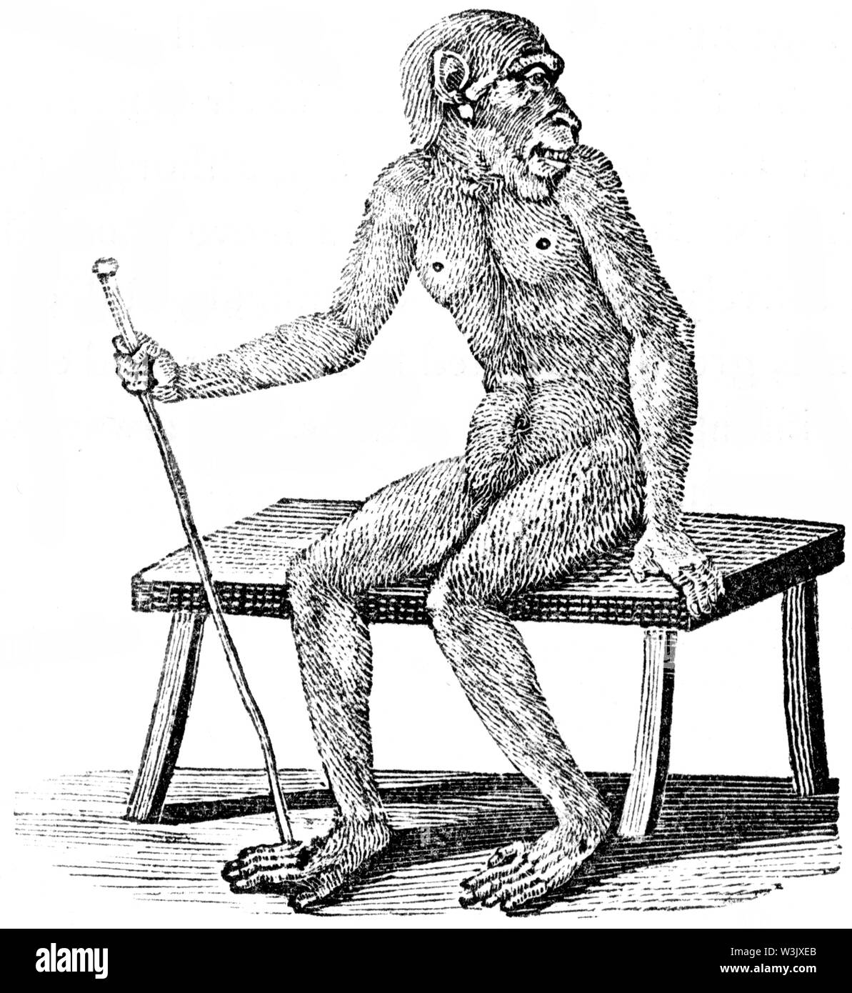 Couper du bois gravé, illustration tirée de 'Thomas Bewick 'une Histoire générale de quadrupèdes", publié par T. Bewick, Longman et Co. Imprimé par Edward Banque D'Images