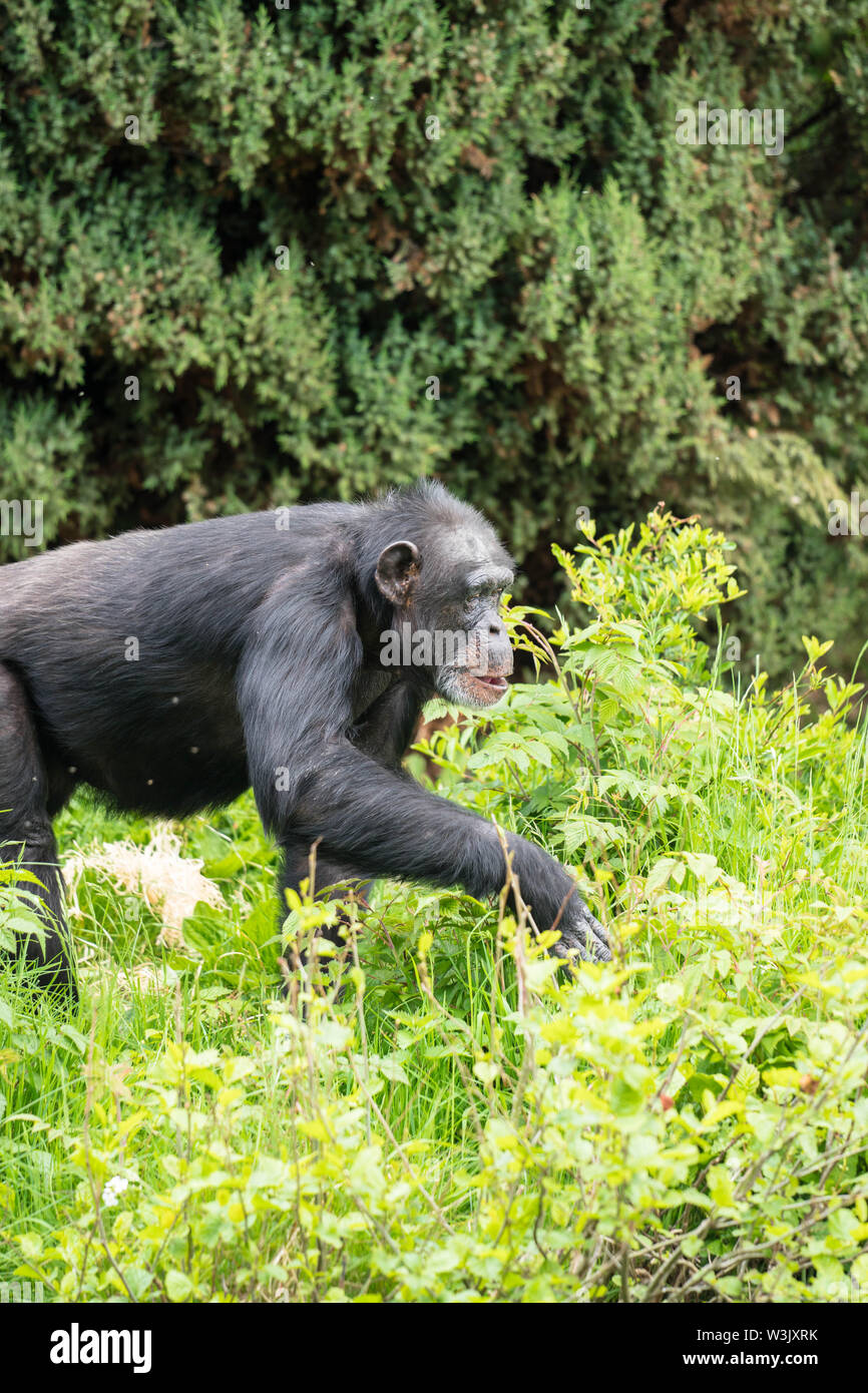 Femelle chimpanzé (Pan troglodytes) à travers le sous-bois, Chester England Royaume-Uni. Mai 2019 Banque D'Images