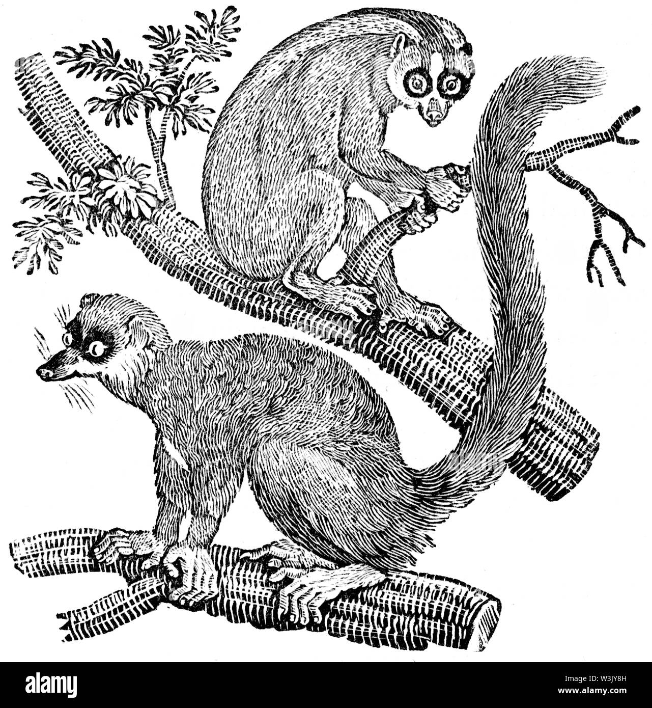 Couper du bois gravé, illustration tirée de 'Thomas Bewick 'une Histoire générale de quadrupèdes", publié par T. Bewick, Longman et Co. Imprimé par Edward Banque D'Images
