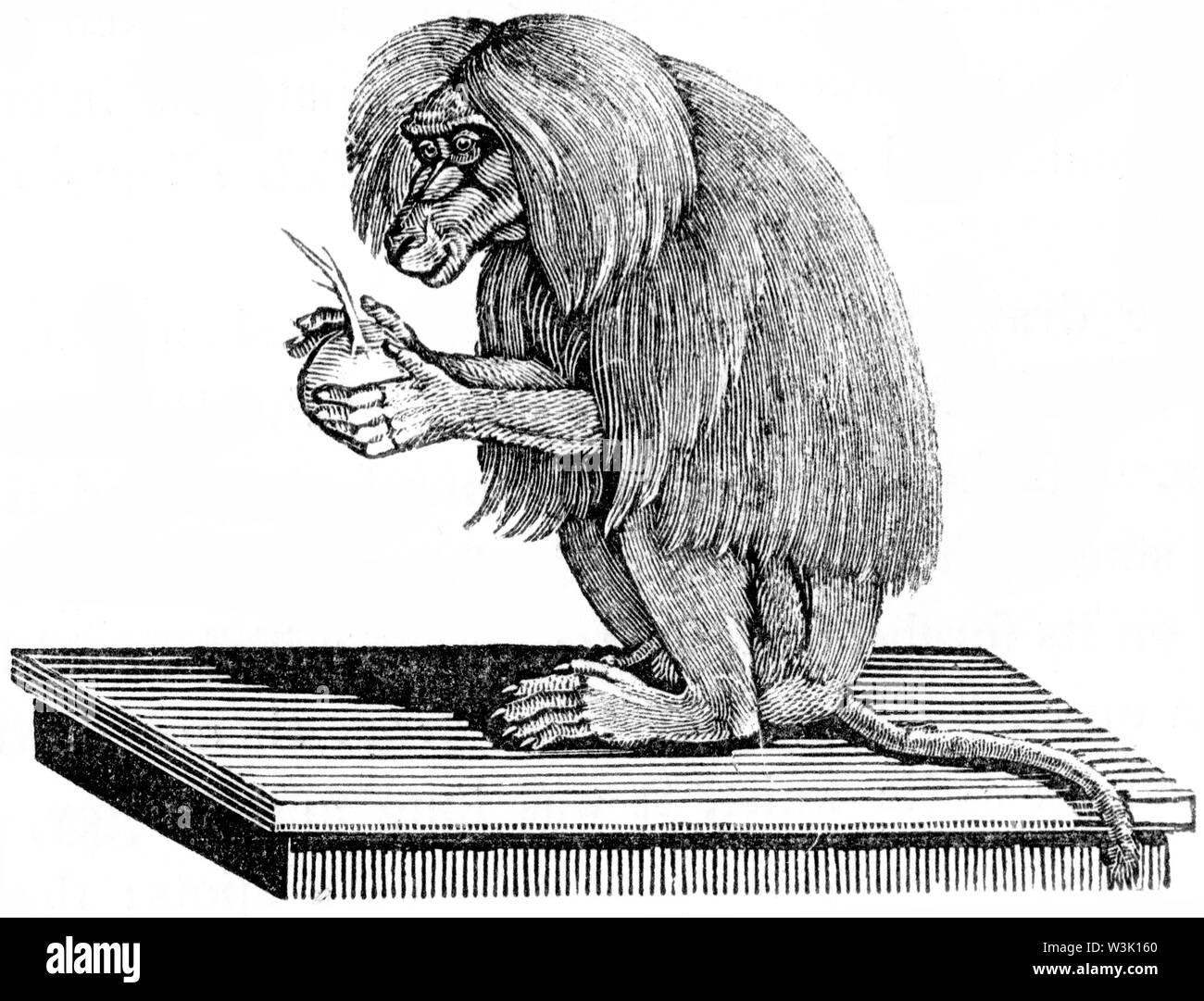 Couper du bois gravé, illustration tirée de 'Thomas Bewick 'une Histoire générale de quadrupèdes", publié par T. Bewick, Longman et Co. Imprimé par Edward Banque D'Images Couper du bois gravé, illustration tirée de 'Thomas Bewick 'une Histoire générale de quadrupèdes", publié par T. Bewick, Longman et Co. Imprimé par Edward Banque D'Images