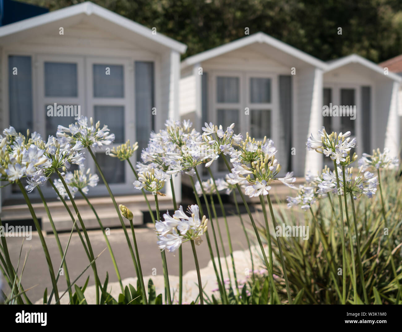 Agapanthus blanc avec cabines de plage derrière Banque D'Images