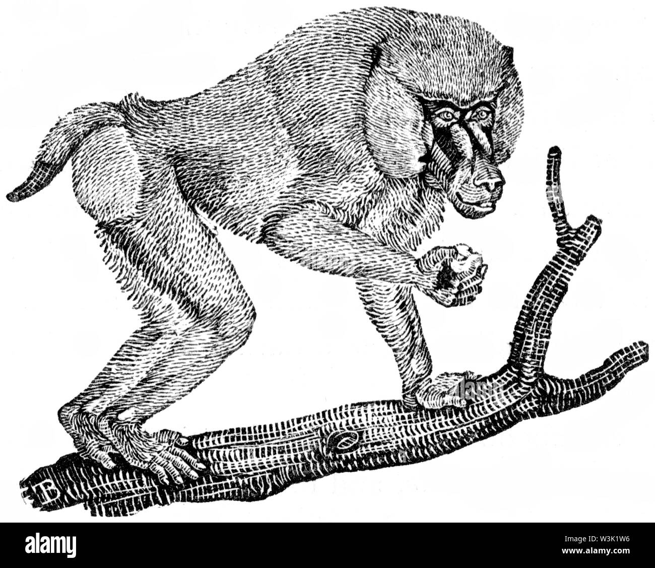 Couper du bois gravé, illustration tirée de 'Thomas Bewick 'une Histoire générale de quadrupèdes", publié par T. Bewick, Longman et Co. Imprimé par Edward Banque D'Images Couper du bois gravé, illustration tirée de 'Thomas Bewick 'une Histoire générale de quadrupèdes", publié par T. Bewick, Longman et Co. Imprimé par Edward Banque D'Images