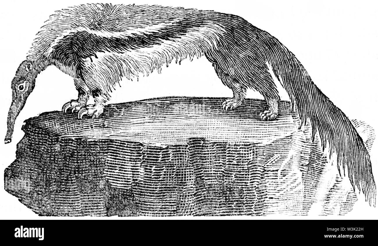 Couper du bois gravé, illustration tirée de 'Thomas Bewick 'une Histoire générale de quadrupèdes", publié par T. Bewick, Longman et Co. Imprimé par Edward Banque D'Images