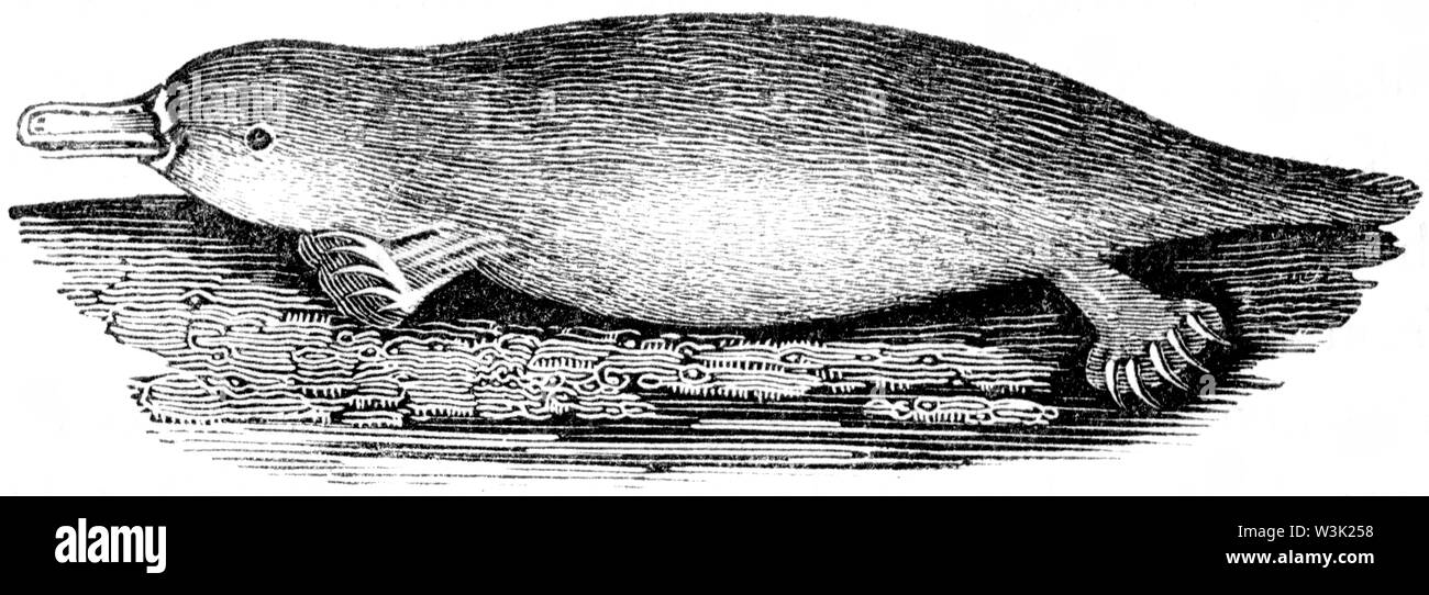 Couper du bois gravé, illustration tirée de 'Thomas Bewick 'une Histoire générale de quadrupèdes", publié par T. Bewick, Longman et Co. Imprimé par Edward Banque D'Images