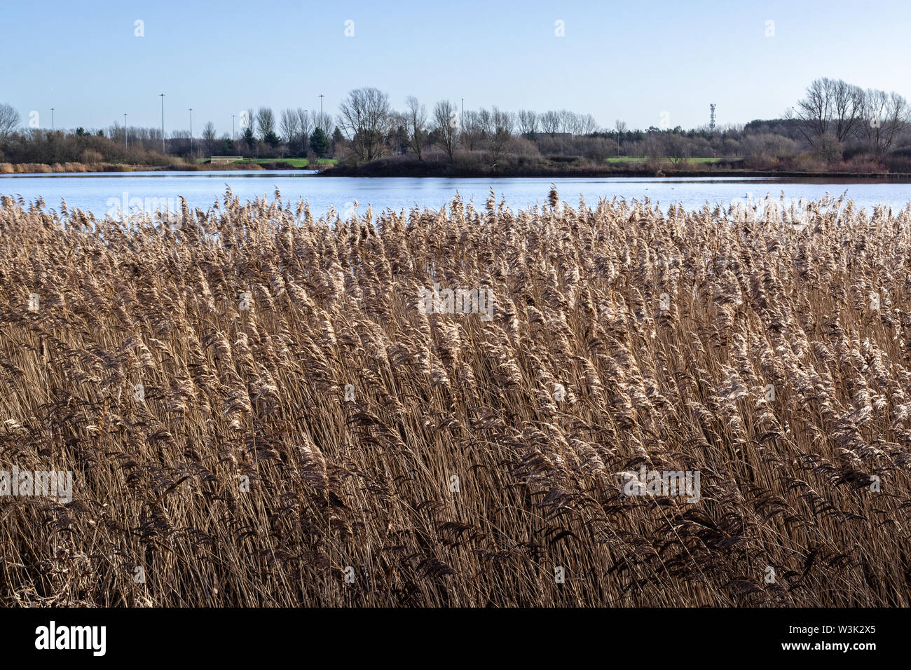 Domaine de l'herbe sèche du côté du lac à la fin de l'hiver Banque D'Images