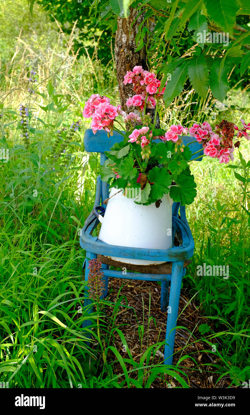 Géraniums rose en pot sur métal blanc peint bleu président, vallée du Lot, France Banque D'Images