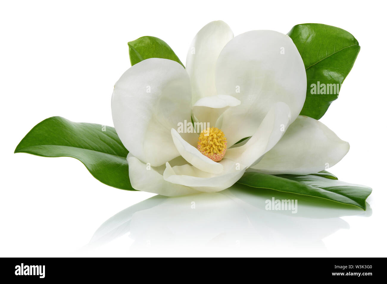 Magnolia fleurs avec des feuilles sur fond blanc Banque D'Images