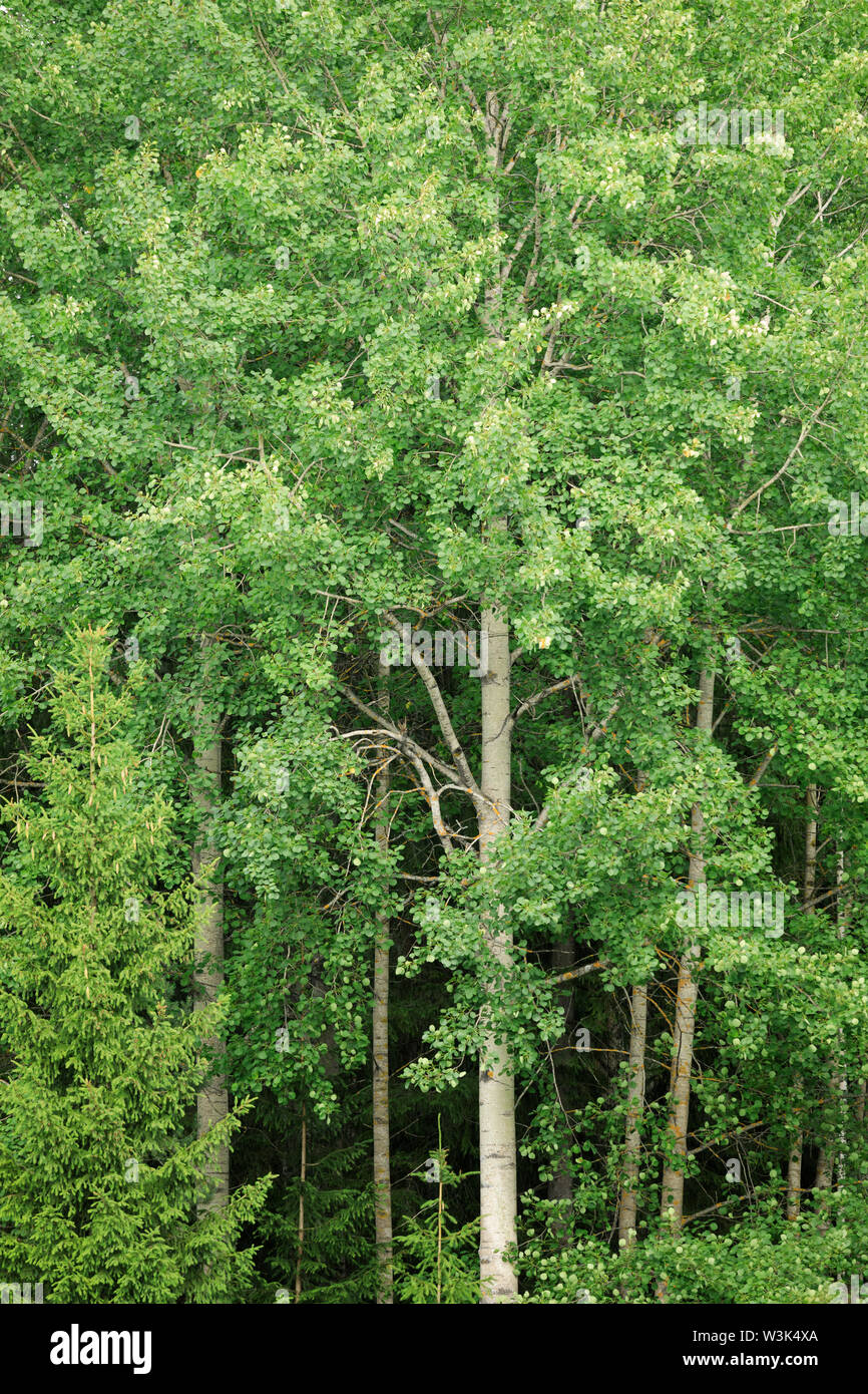 Au feuillage vert l'été d'Aspen nature background Banque D'Images