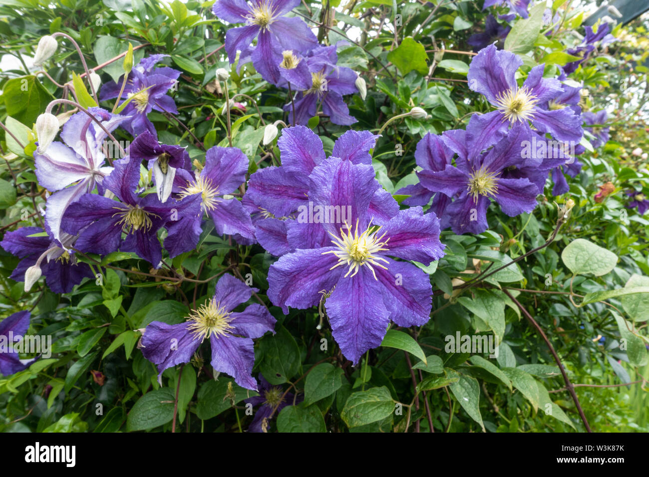 Vue rapprochée de la clématite pourpre des fleurs. Banque D'Images
