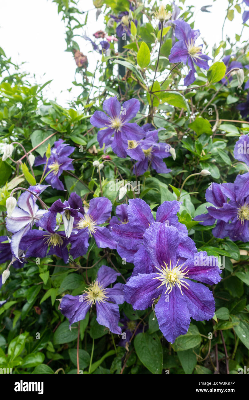Vue rapprochée de la clématite pourpre des fleurs. Banque D'Images