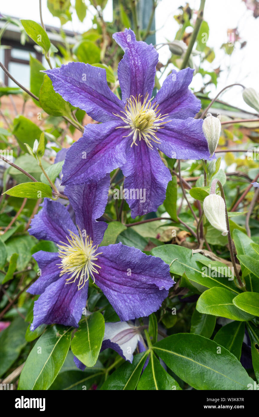 Vue rapprochée de la clématite pourpre des fleurs. Banque D'Images
