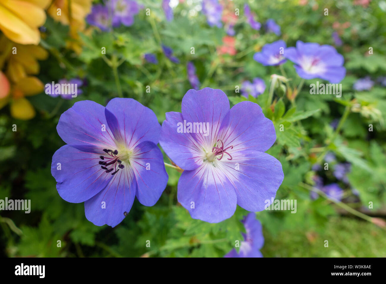 Geranium 'Rozanne' du centenaire Banque D'Images