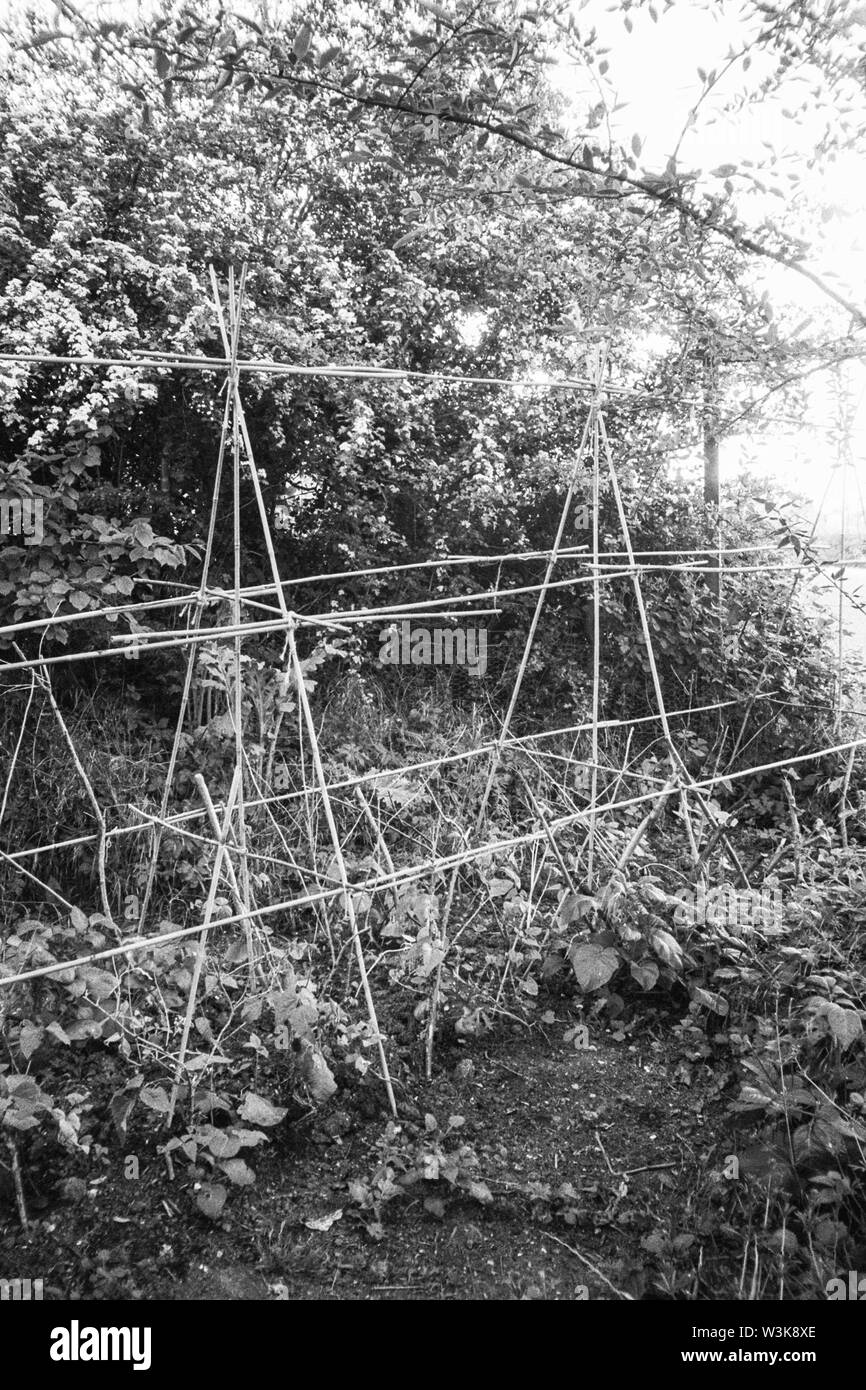 Haricots qui poussent dans un jardin de légumes, Medstead, Hampshire, Angleterre, Royaume-Uni. Banque D'Images