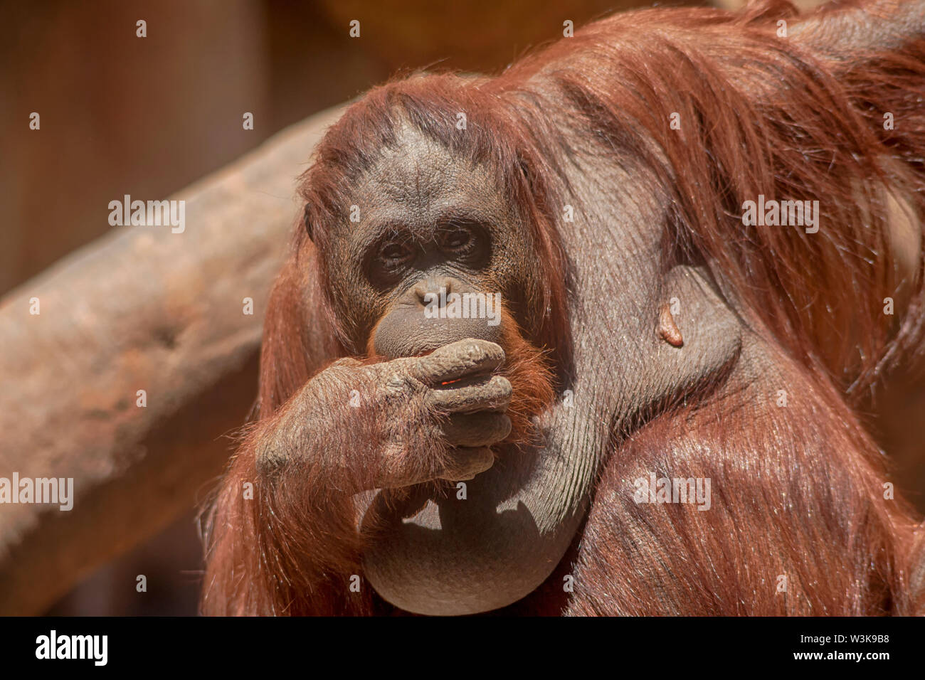 Femelle adulte orang-outan Banque D'Images