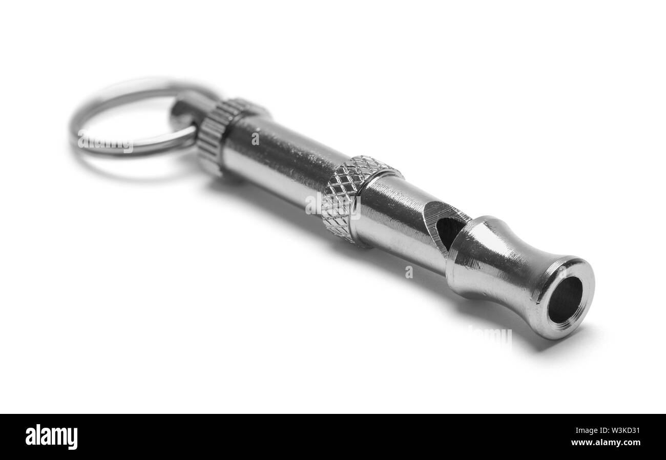 Petit gris sifflet chien isolé sur fond blanc. Banque D'Images