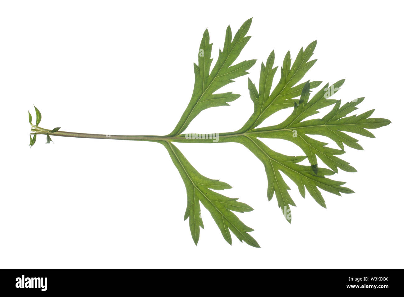 Beifuß Beifuß, Gewöhnlicher, Beifuss, Artemisia vulgaris, armoise, absinthe, l'absinthe sauvage commun, l'absinthe. L'Armoise commune, l'armoise citronnelle Banque D'Images