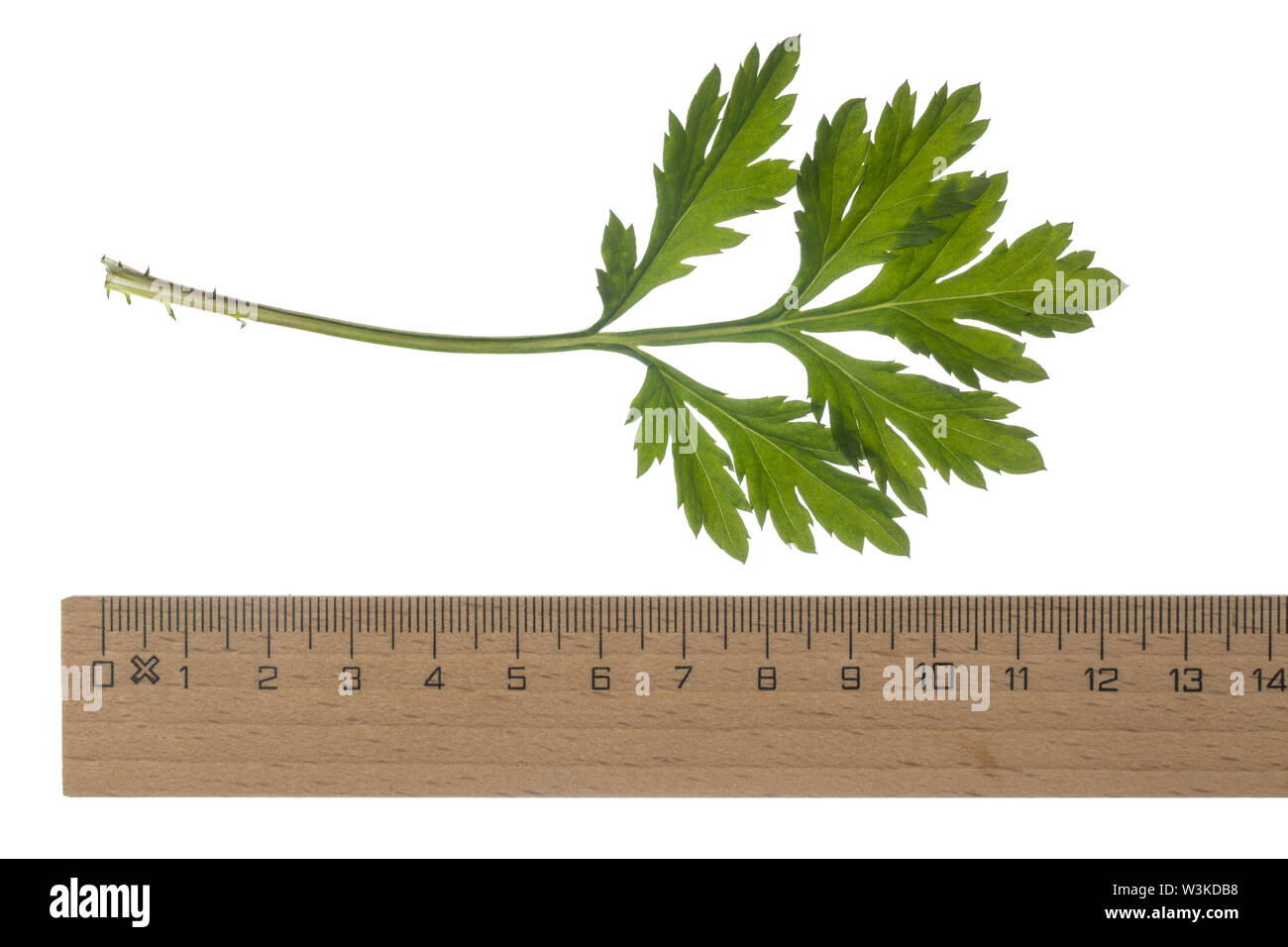 Beifuß Beifuß, Gewöhnlicher, Beifuss, Artemisia vulgaris, armoise, absinthe, l'absinthe sauvage commun, l'absinthe. L'Armoise commune, l'armoise citronnelle Banque D'Images