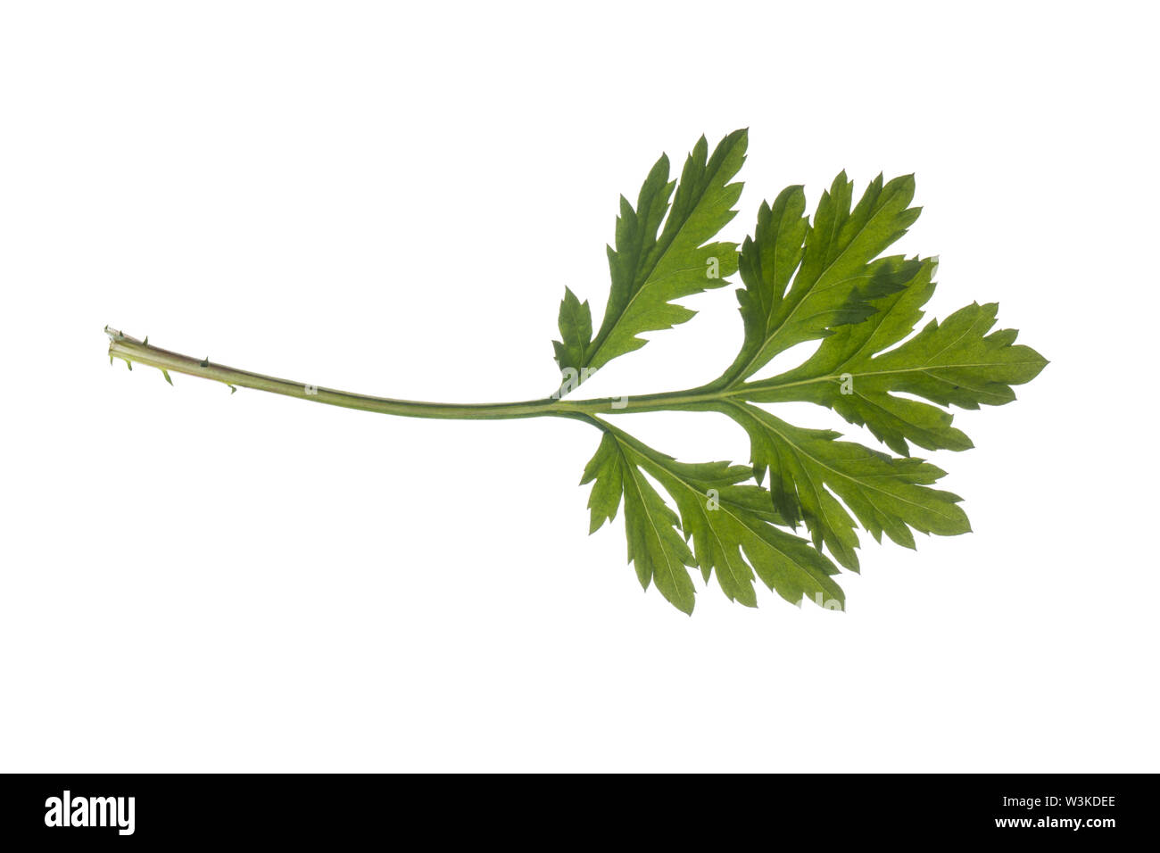 Beifuß Beifuß, Gewöhnlicher, Beifuss, Artemisia vulgaris, armoise, absinthe, l'absinthe sauvage commun, l'absinthe. L'Armoise commune, l'armoise citronnelle Banque D'Images