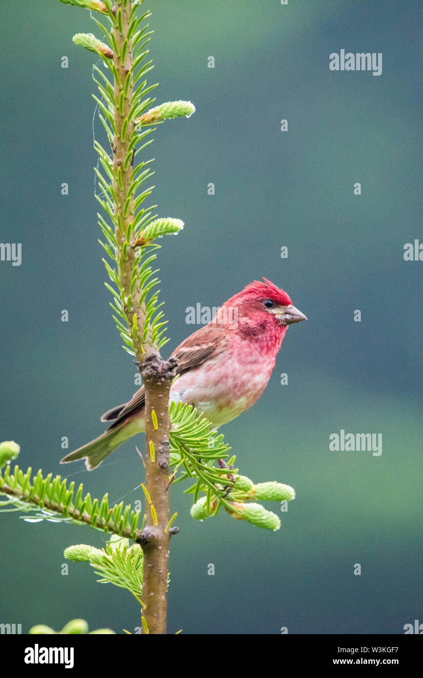 Roselin pourpré, Carpodacus purpureus, homme, perché sur la branche d'épinette d'evergreen, Nova Scotia, Canada Banque D'Images