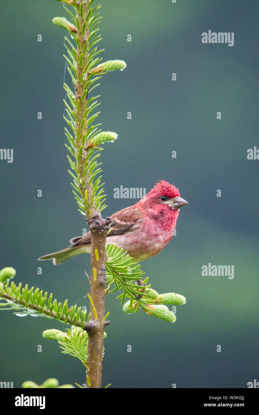 Roselin pourpré, Carpodacus purpureus, homme, perché sur la branche d'épinette d'evergreen, Nova Scotia, Canada Banque D'Images