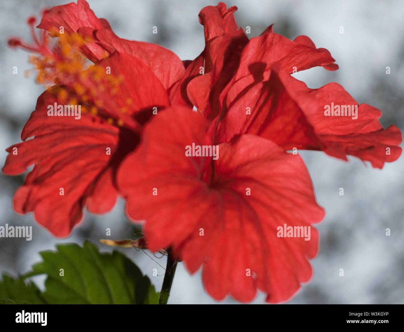 Plus belle fleur rouge Banque D'Images