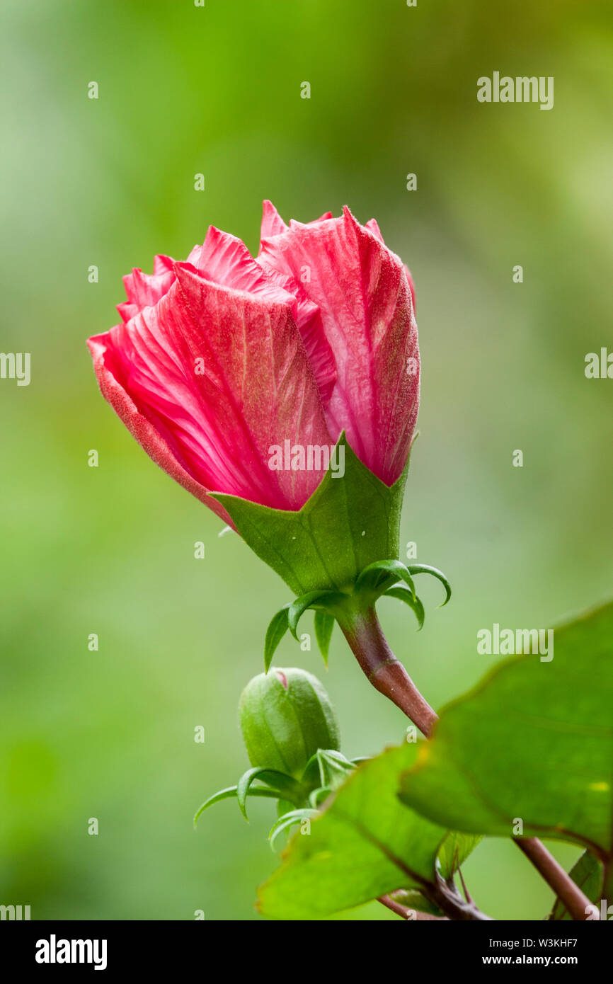 Hibiscus Flower Bud, Macro de la Chine rouge Fleur Rose Bud Banque D'Images Hibiscus Flower Bud, Macro de la Chine rouge Fleur Rose Bud Banque D'Images