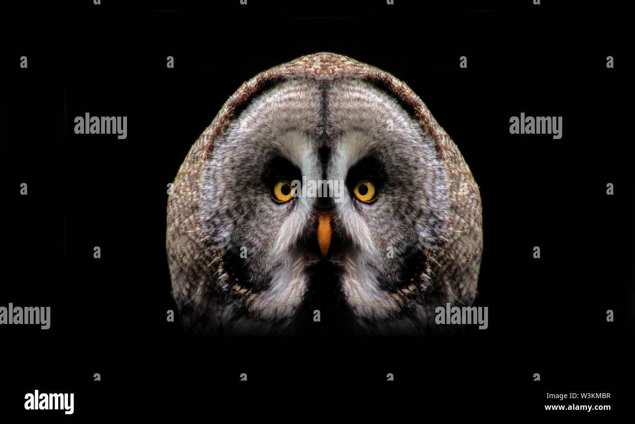 Un puissant Great Grey Owl regarde attentivement la caméra, ses yeux jaunes perçants brillent dans le fond sombre. Banque D'Images