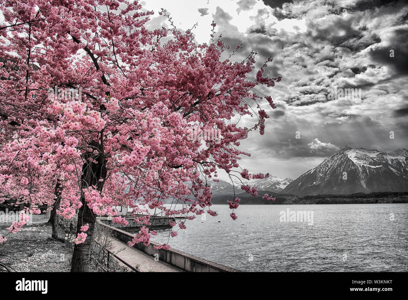 Kirschblüte am Thunersee Banque D'Images