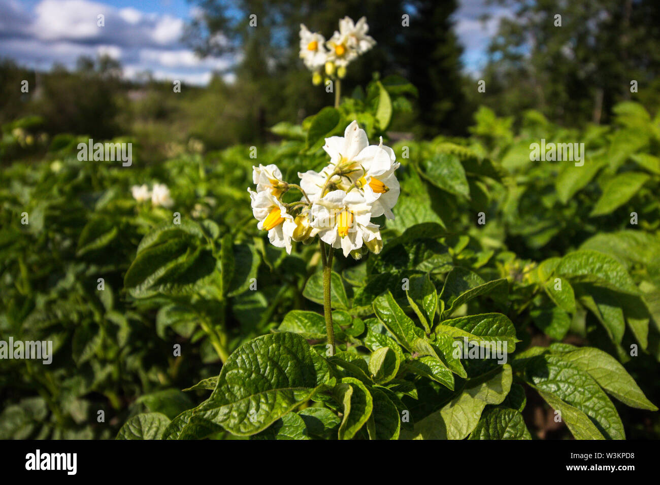 La floraison des buissons de pommes de terre. Les pommes de terre sont les cultures qui sont cultivées sur une ferme pour la vente ou l'alimentation. Banque D'Images